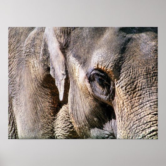 OLIFANT POSTER (Voorkant)