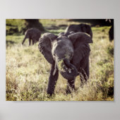Olifant Poster (Voorkant)