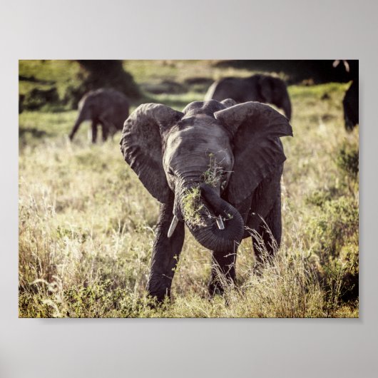 Olifant Poster (Voorkant)