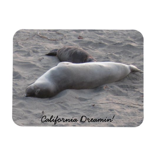 Olifant Seals bij Piedras Blancos Beach Magneet (Horizontaal)