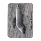Olifant Seals bij Piedras Blancos Beach Magneet (Verticaal)