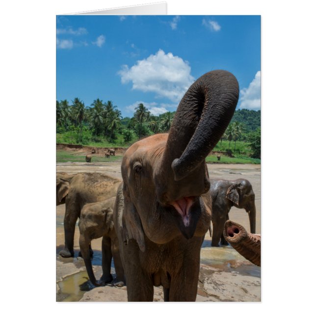 Olifant Sri Lanka (Voorkant)