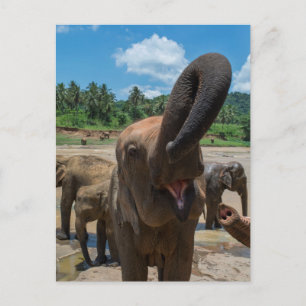 Olifant Sri Lanka Briefkaart