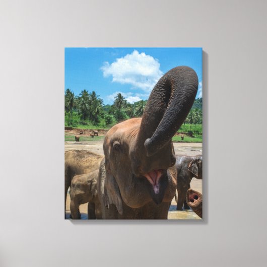 Olifant Sri Lanka Canvas Afdruk (Voorkant)