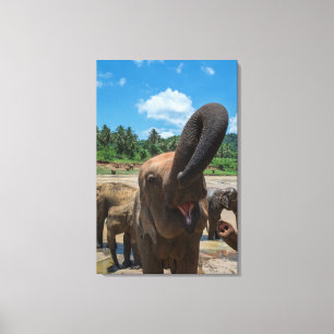 Olifant Sri Lanka Canvas Afdruk