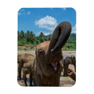 Olifant Sri Lanka Magneet