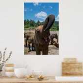 Olifant Sri Lanka Poster (Keuken)