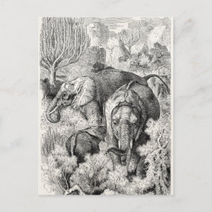 olifant uit de jaren 1800 - Olifanten Briefkaart
