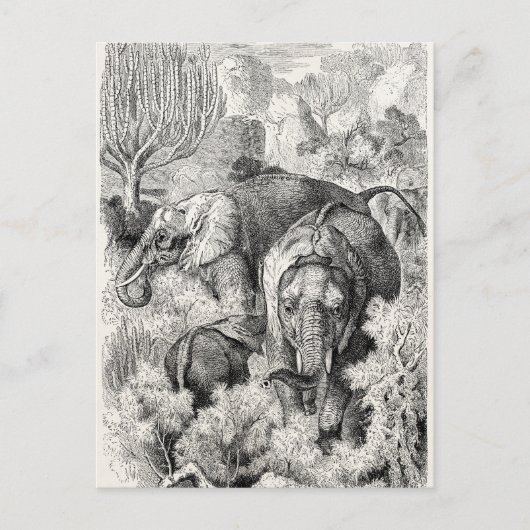  olifant uit de jaren 1800 - Olifanten Briefkaart (Voorkant)
