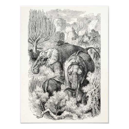  olifant uit de jaren 1800 - Olifanten Foto Afdruk (Voorkant)