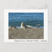 Olifant van zee briefkaart (Voorkant)