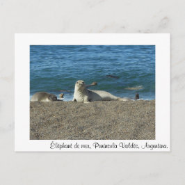 Olifant van zee briefkaart