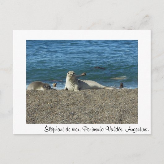 Olifant van zee briefkaart (Voorkant)