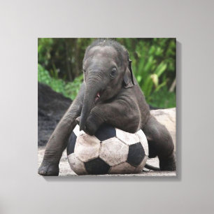 Olifant Voetbal Wrapped Canvas Print