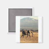 Olifant voor de Kilimanjaro Magneet (Voorkant / Achterkant)