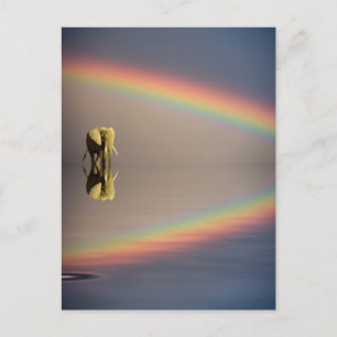 Olifant, Water & Regenboog, Kenia Briefkaart