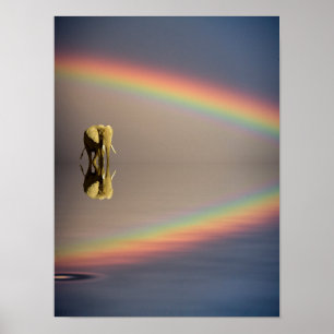 Olifant, Water & Regenboog, Kenia Poster