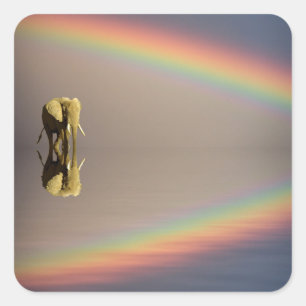Olifant, Water & Regenboog, Kenia Vierkante Sticker