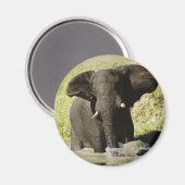 Olifant zwemmen (Afrikaanse olifant) magneet (Voorkant / Achterkant)