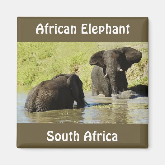 Olifant zwemmen (Afrikaanse olifant) magneet (Voorkant)