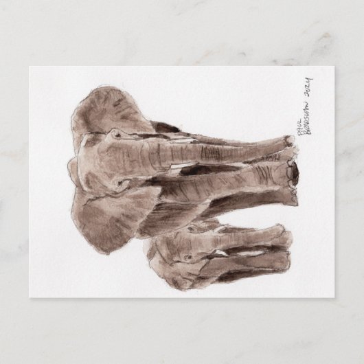 olifanten ansichtkaart briefkaart (Voorkant)