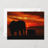 Olifanten bij zonsondergang briefkaart (Voorkant / Achterkant)
