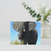 Olifanten Briefkaart (Staand voorkant)