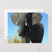 Olifanten Briefkaart (Voorkant / Achterkant)