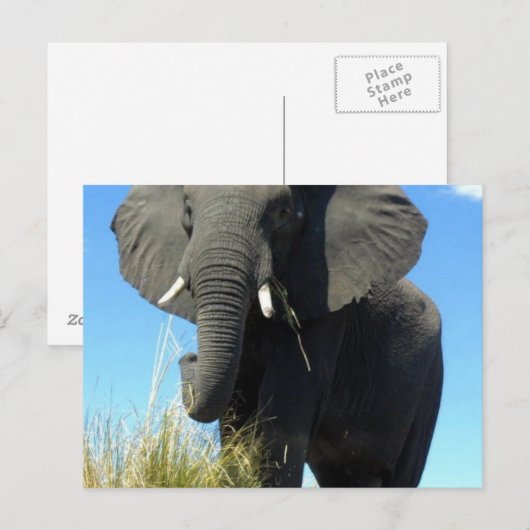 Olifanten Briefkaart (Voorkant / Achterkant)
