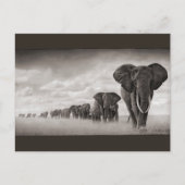 Olifanten Briefkaart (Voorkant)