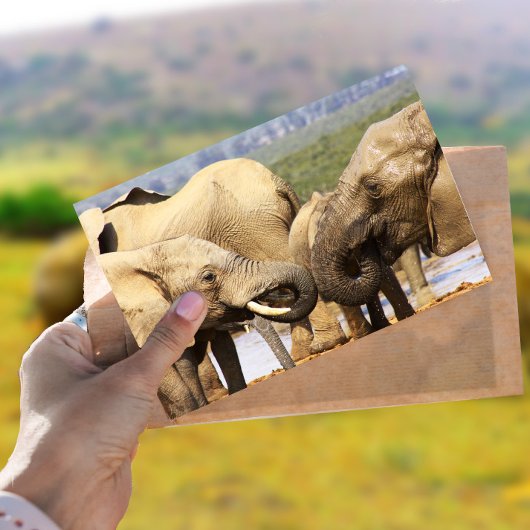 Olifanten Briefkaart van gezicht naar gezicht