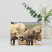 Olifanten Briefkaart van gezicht naar gezicht (Staand voorkant)