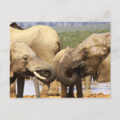 Olifanten Briefkaart van gezicht naar gezicht (Voorkant)