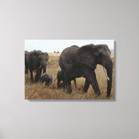 Olifanten Canvas Afdruk (Voorkant)