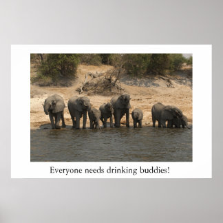 Olifanten Drink de rivier de Chobe Poster