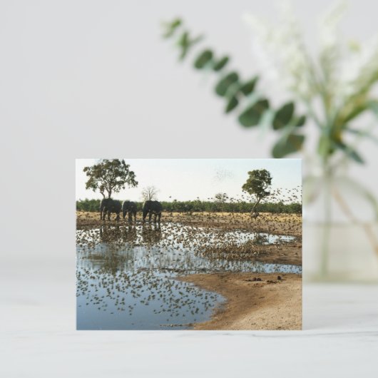 Olifanten en vogels 2 postacrd briefkaart (Staand voorkant)