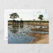 Olifanten en vogels 2 postacrd briefkaart (Voorkant / Achterkant)