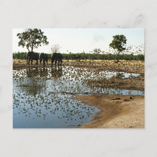 Olifanten en vogels 2 postacrd briefkaart (Voorkant)
