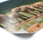 Olifanten Foto Afdruk (Hoek)