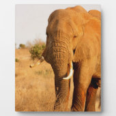 Olifanten Fotoplaat (Voorkant)