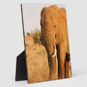 Olifanten Fotoplaat (Zijkant)