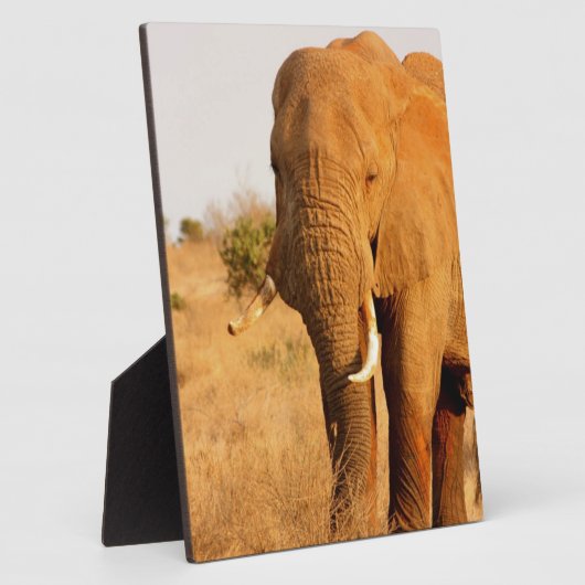 Olifanten Fotoplaat (Zijkant)