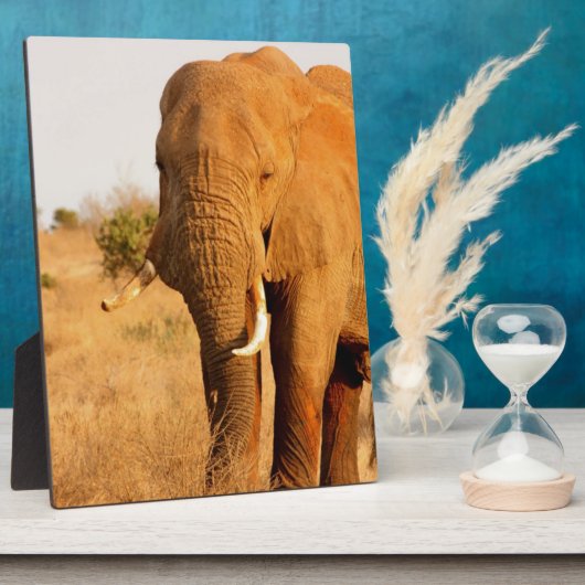 Olifanten Fotoplaat (Zijkant)