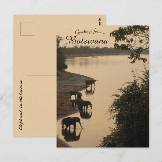 Olifanten in Botswana Briefkaart (Voorkant / Achterkant)