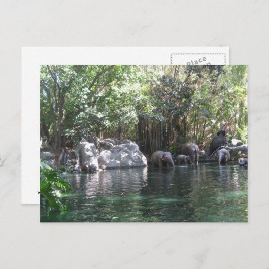 Olifanten in briefkaart (Voorkant / Achterkant)