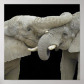 Olifanten in de liefde zwart poster (Voorkant)