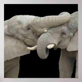 Olifanten in de liefde zwart poster