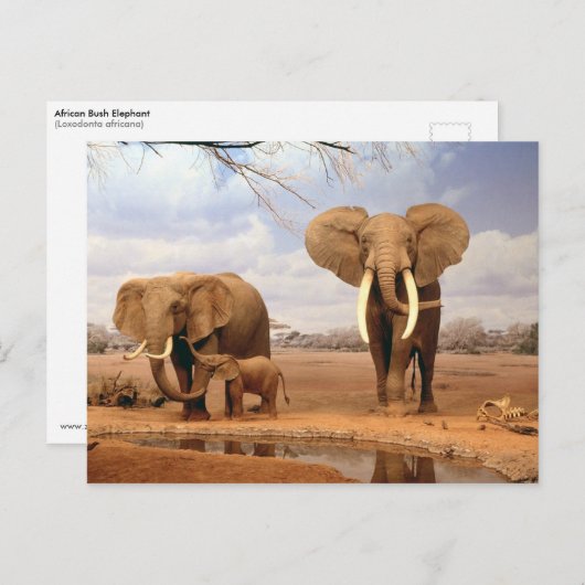Olifanten in de woestijn briefkaart (Voorkant / Achterkant)