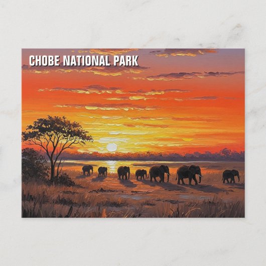 Olifanten in het Chobe National Park in Botswana Briefkaart (Voorkant)