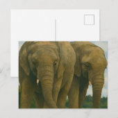 Olifanten in het licht van de savanne briefkaart (Voorkant / Achterkant)
